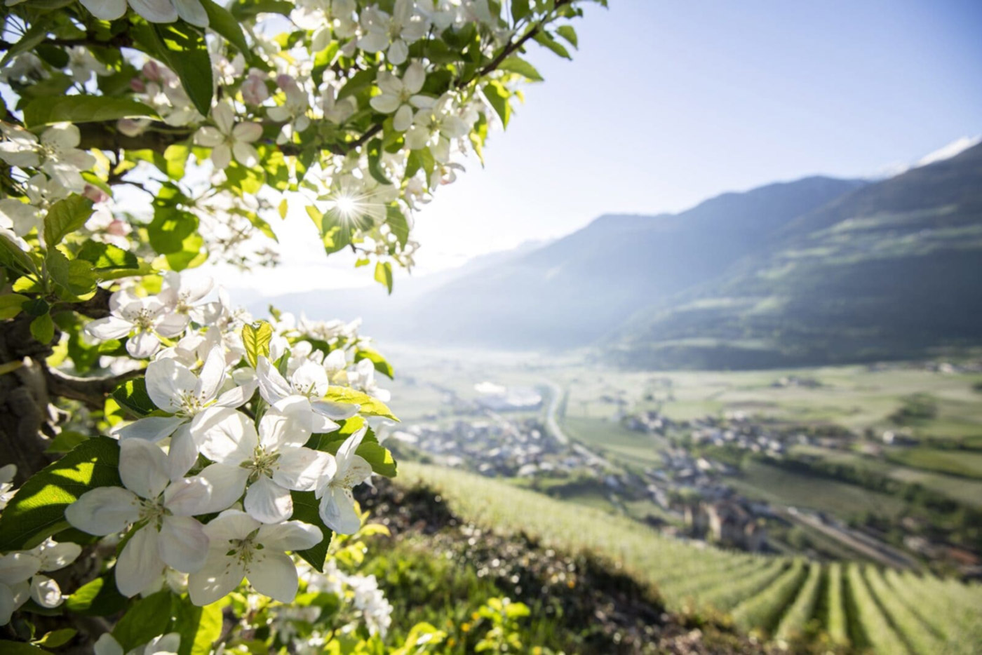  Frühling im Vinschgau